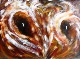 43 - Liz Simmonds - Owl, orTree - Acrylic.jpg